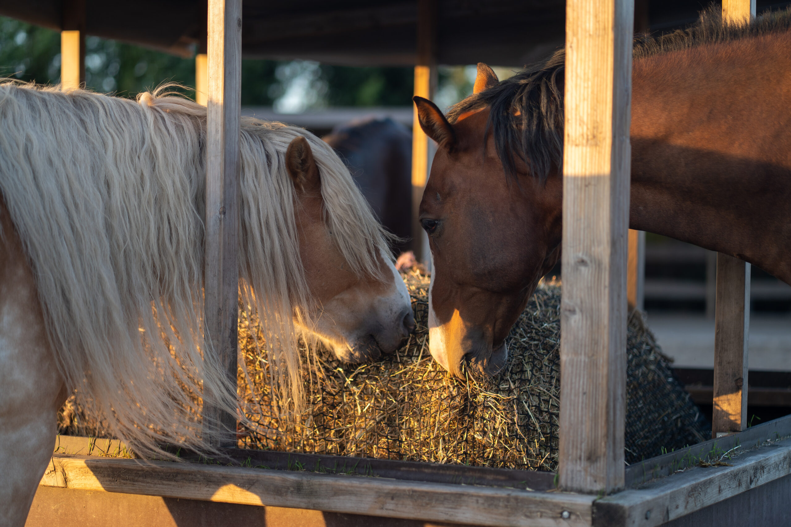 Aandacht voor voeding, algemene gezondheid